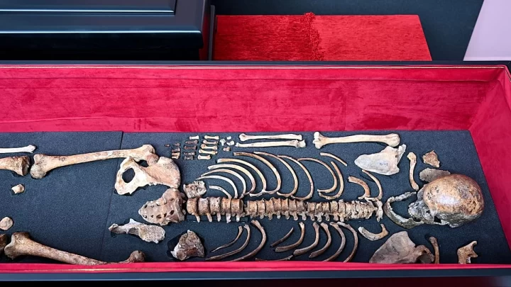 Çar Samuil’e ait olduğu belirtilen insan kemikleri, kırmızı astarlı bir sergi kutusunda sergileniyor.