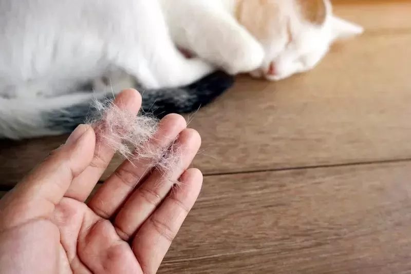 Bir kişinin elindeki gevşek tüyleri koklayan beyaz kedi