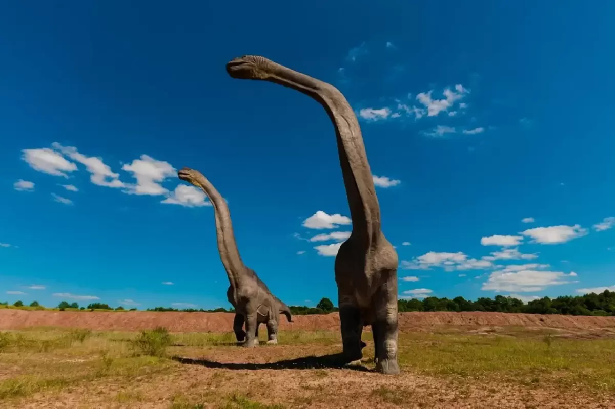 Açık arazide boyunları yukarı uzanan iki Diplodocus heykeli