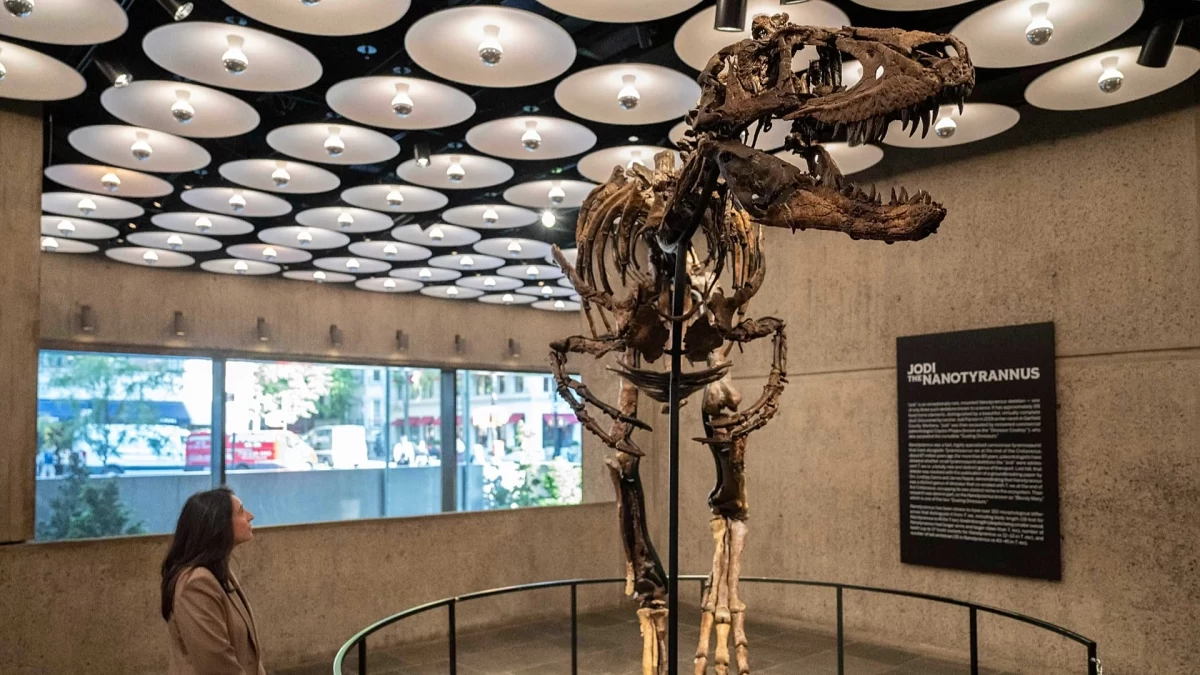 New York’ta Sotheby’s sergi alanında monte edilmiş Nanotyrannus Jodi iskeletini inceleyen bir ziyaretçi