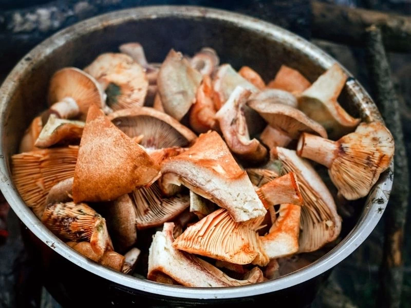 Tavada pişmeye hazırlanan doğranmış kanlıca mantarları