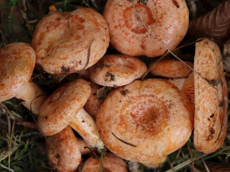 Orman zemininde bulunan turuncu Kanlıca mantarları