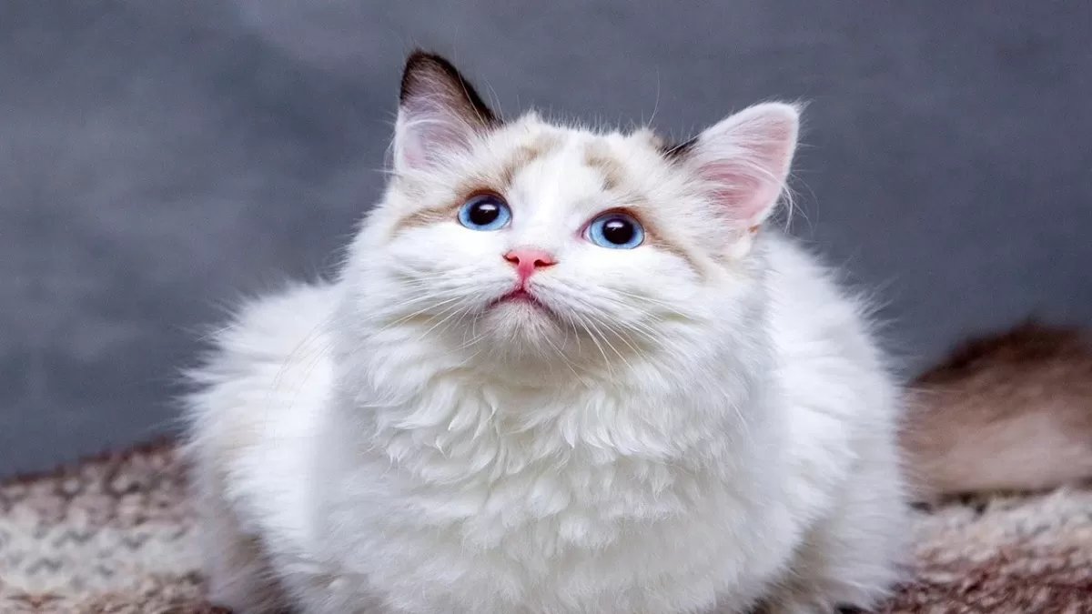 Mavi gözlü, beyaz tüylü bir kedi