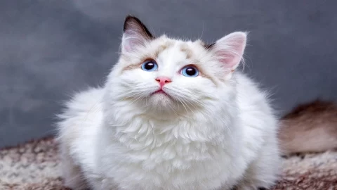 Kedi Tüyleri İçin Süpürge Seçenekleri: Bosch, Dyson ve Philips