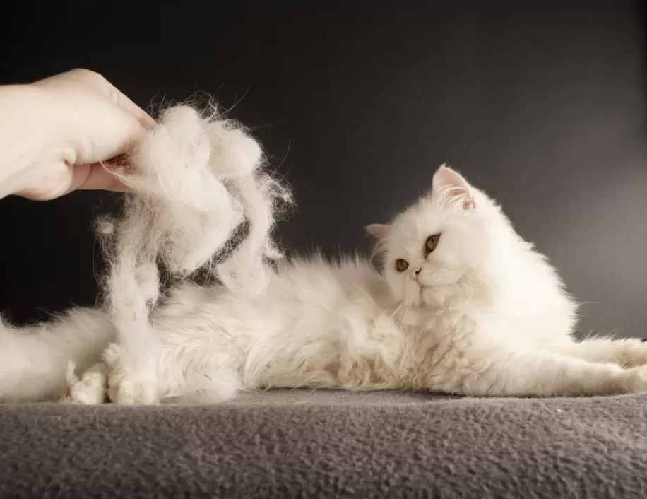 Beyaz tüylü bir kedi taranırken gevşek tüylerin fırçada birikmesi