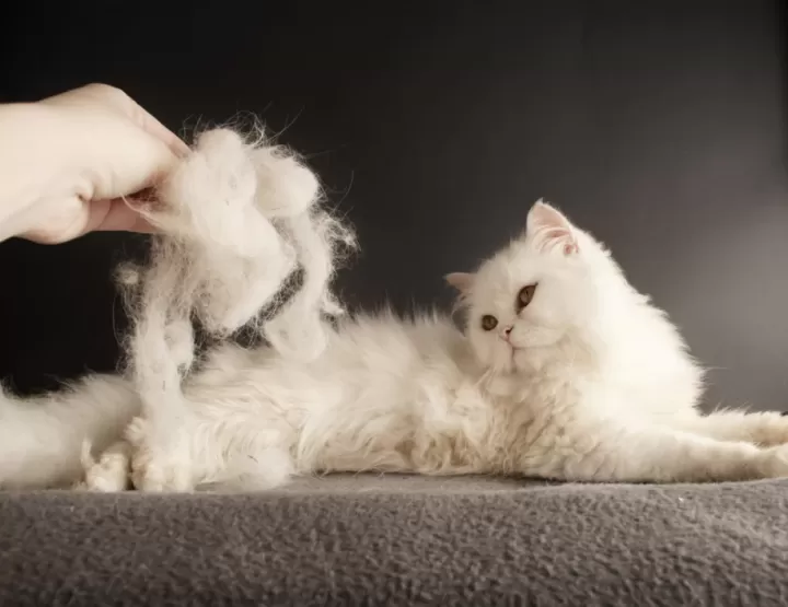Beyaz tüylü bir kedi taranırken gevşek tüylerin fırçada birikmesi