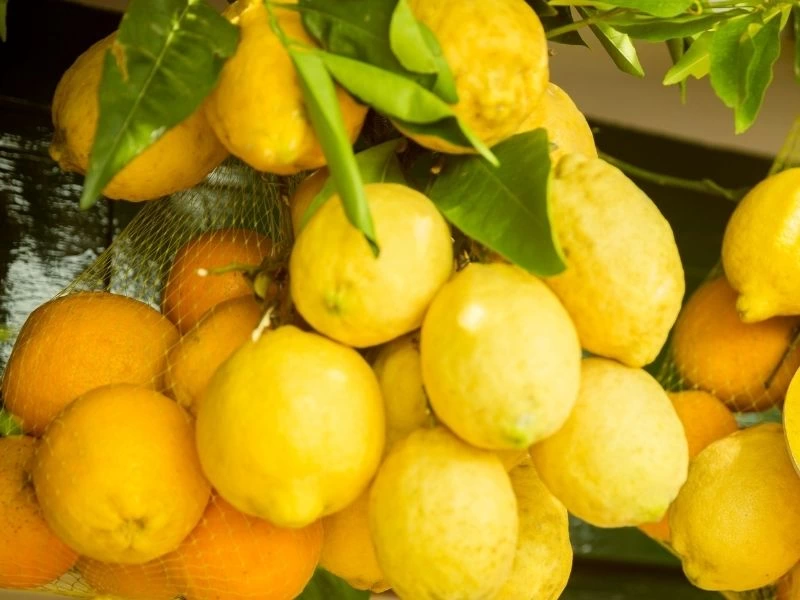 Yeşil yaprakları arasında duran sarı limonlar