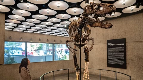 Nanotyrannus iskeleti Jodi, New York müzayedesinde 42,6 milyon avroya satıldı
