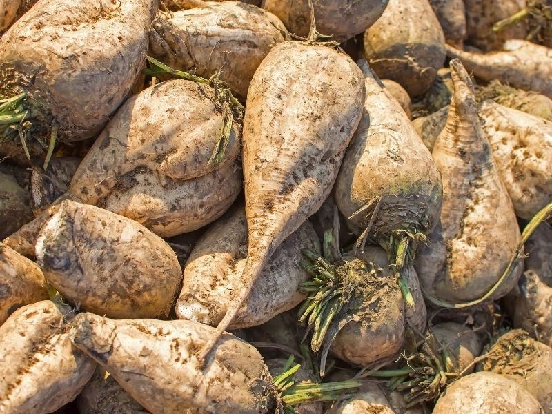 Topraklı halde bir arada duran şeker pancarları