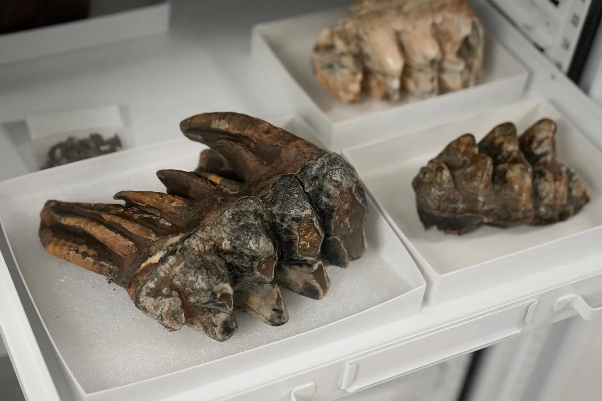 Bir tepside sergilenen fosilleşmiş mastodon dişleri.