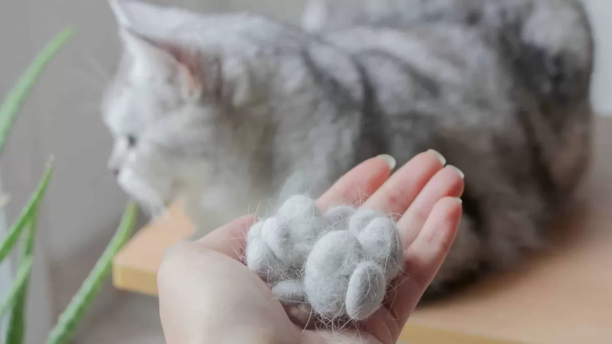 Bir kişinin avucunda birikmiş kedi tüyleri